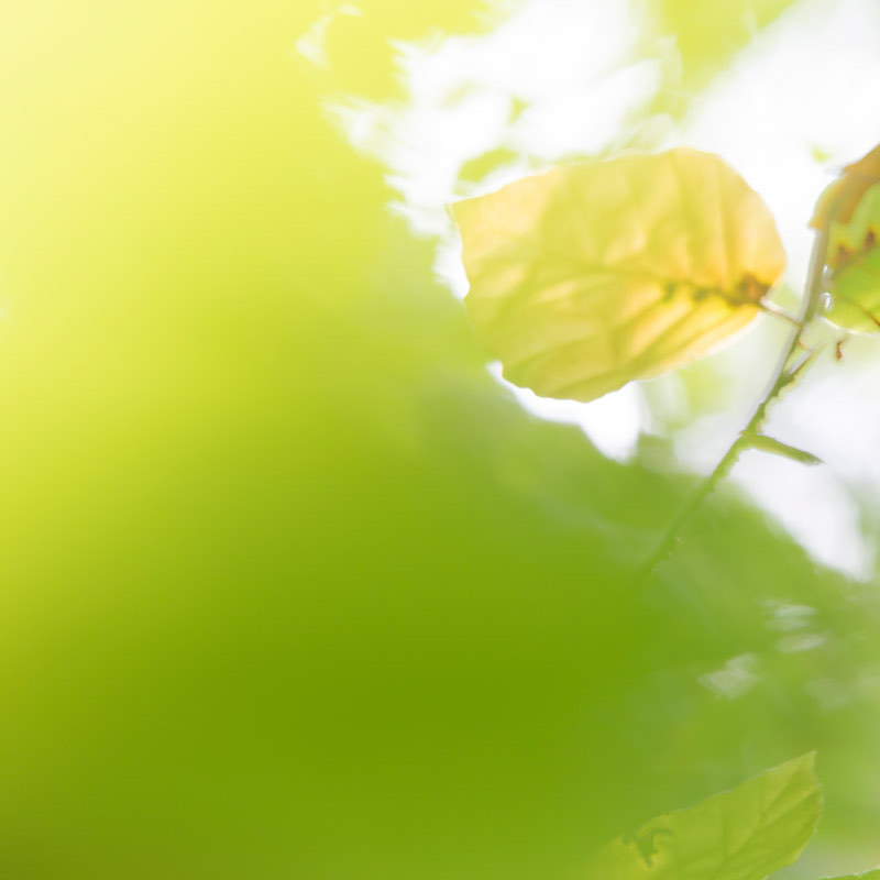 clickable link to portfolio