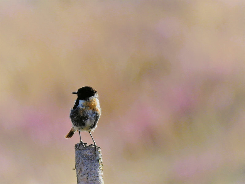 clickable link to portfolio