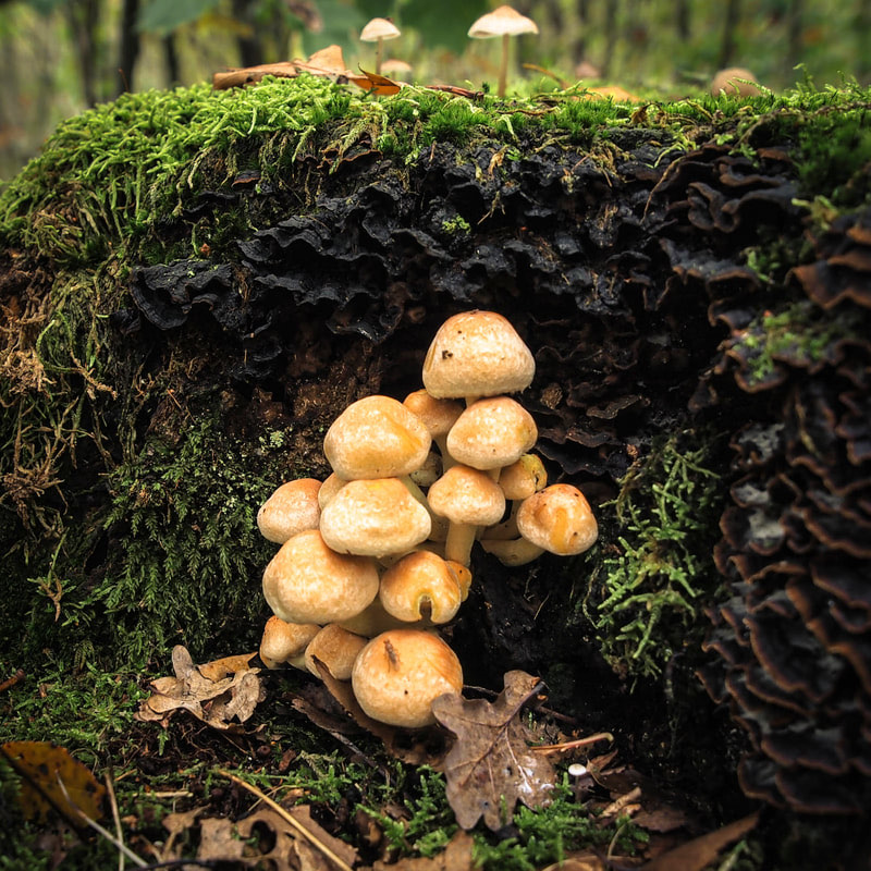 clickable link to portfolio