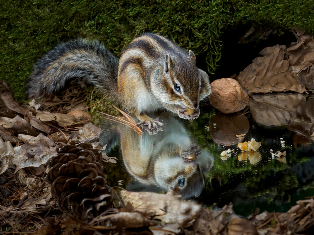 clickable link to portfolio