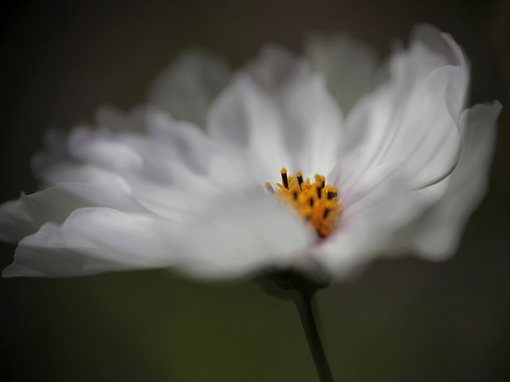 clickable link to portfolio