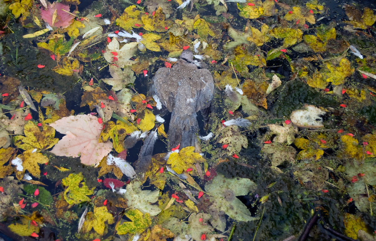 clickable link to portfolio