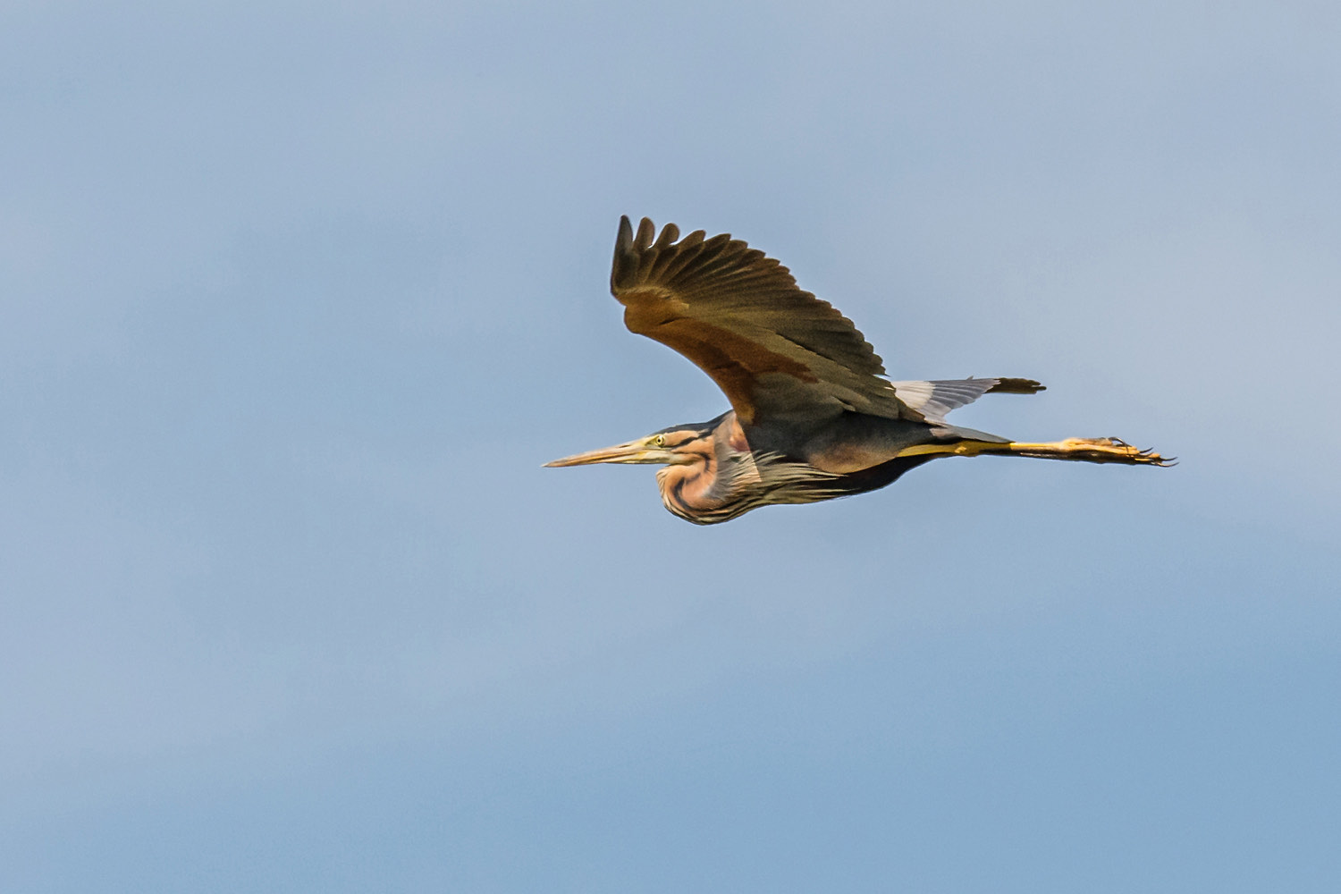 clickable link to portfolio