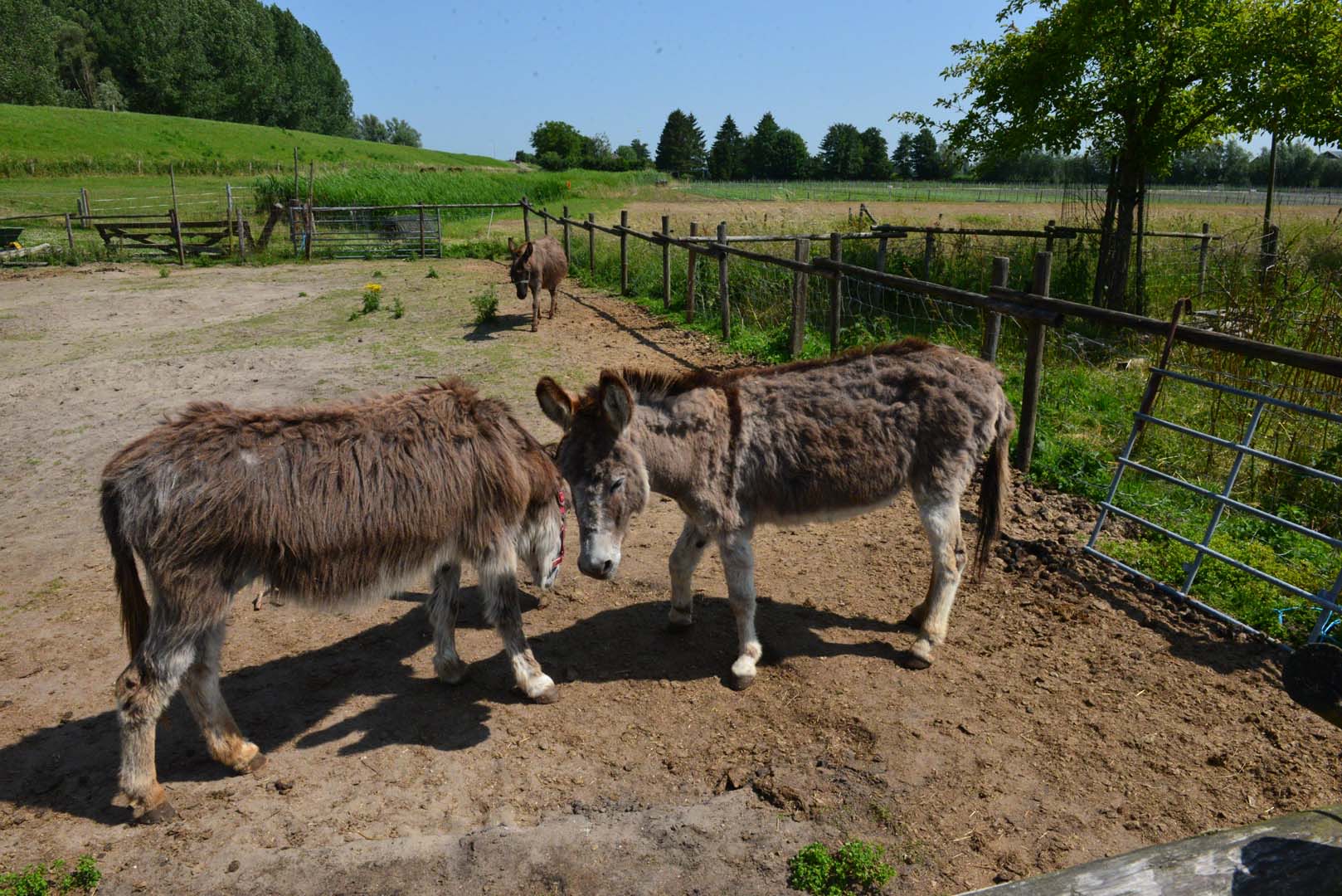 clickable link to portfolio