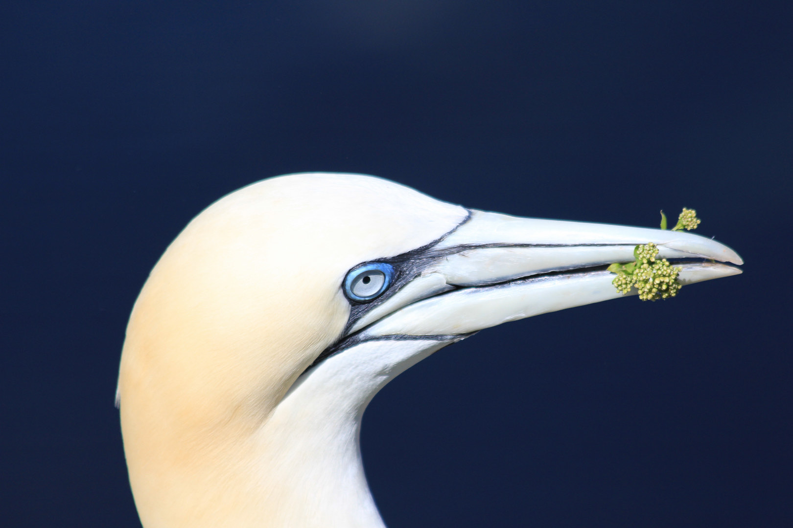 clickable link to portfolio